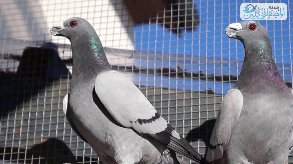 شركة تركيب شبك حمام بالدمام والخبر والقطيف والظهران | شركة المصطفي كلين