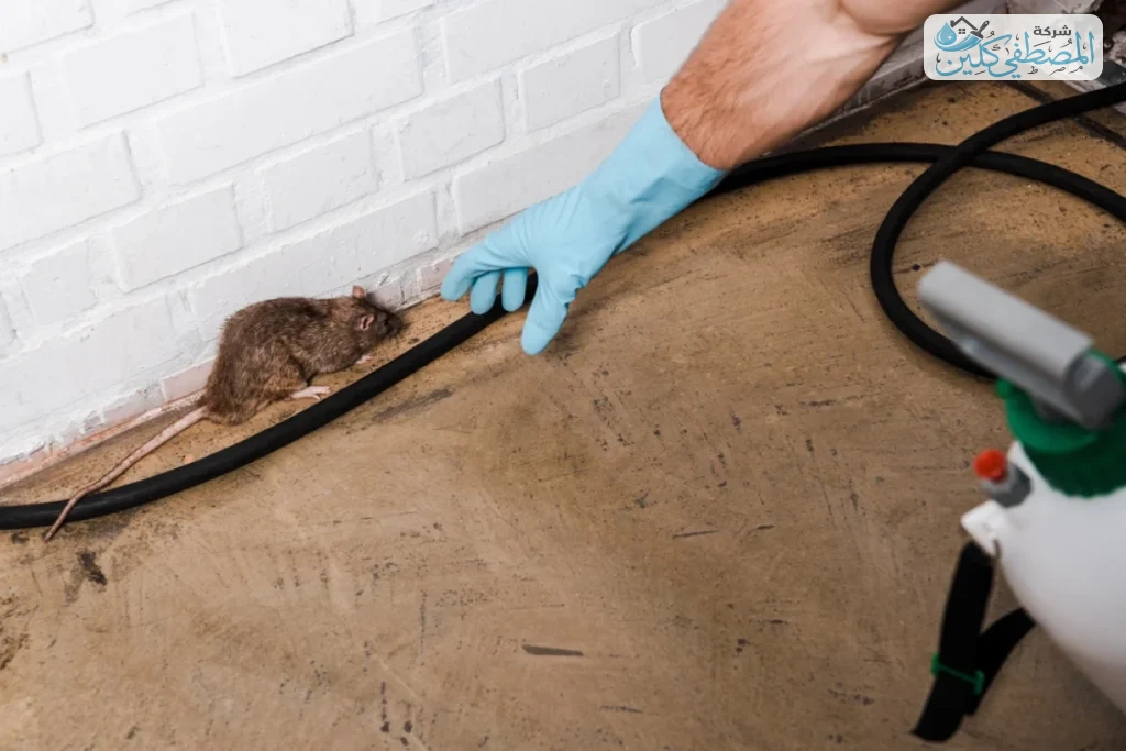 شركة مكافحة الفئران بالدمام والخبر والقطيف والظهران | شركة المصطفي كلين